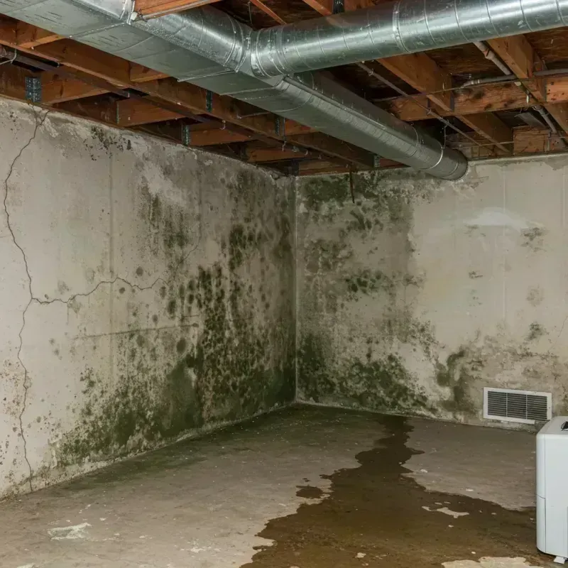 Professional Mold Removal in Whitefish Bay, WI